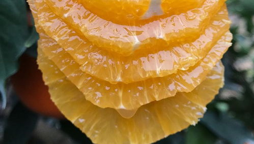 奉节脐橙纽荷尔 来自三峡的甜蜜馈赠