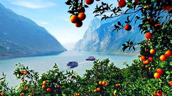 生态优先绿色发展，奉节以“根号二”脐橙为钥，培育壮大村集体经济