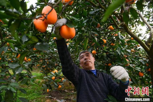 新春走基层 | 新年将至，三峡库区奉节脐橙出山忙