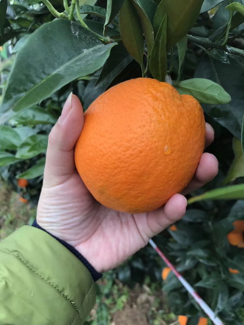 奉节脐橙喜迎丰收季 30万吨优质果品多渠道热销