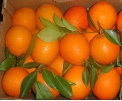 奉节脐橙，根号二的绝对美味