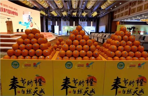 母树天价背后的橙香遗珍 一颗根号二奉节脐橙的价值解读